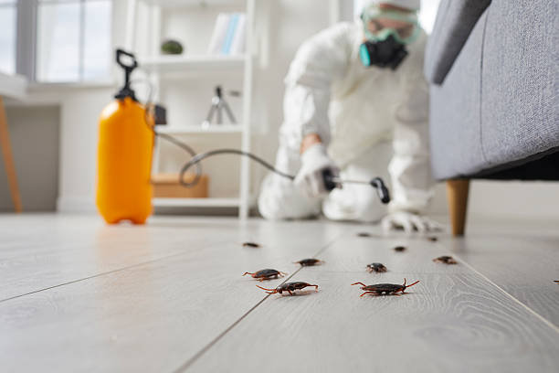 Trusted Cockroach Control service in Tres Arroyos, NM - Nex Pest Control